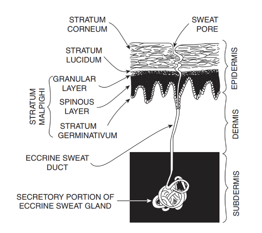 皮肤电反应(galvanic skin response, gsr)测量的是皮肤导电性的变化